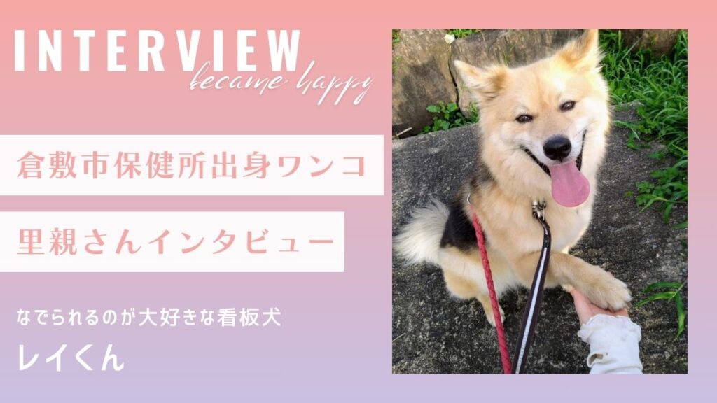 【里親インタビュー】倉敷市保健所出身のレイ君、なでられるの大好きな看板犬