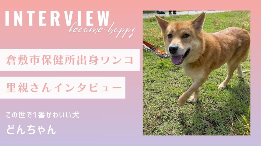 【里親インタビュー】倉敷市保健所出身のどんちゃんは、この世で1番かわいい犬