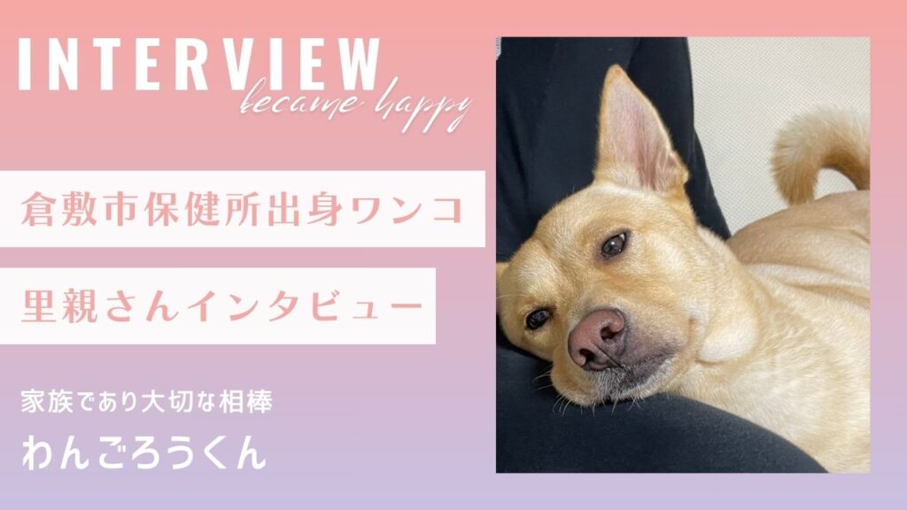 【里親インタビュー】倉敷市保健所出身のわんごろう君、家族であり大切な相棒