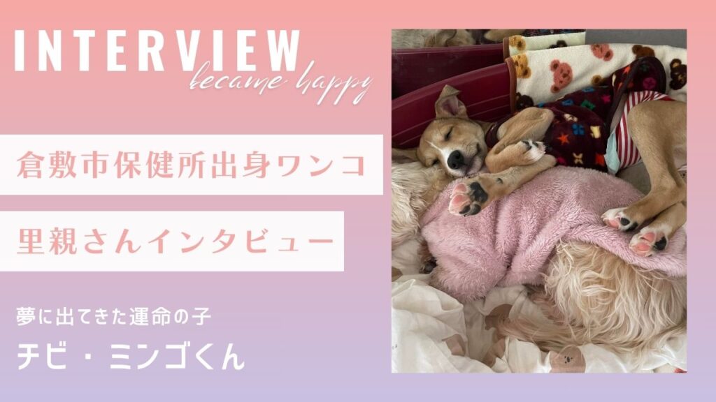 【里親インタビュー】倉敷市保健所出身のチビ・ミンゴ君、夢に出てきた運命の子