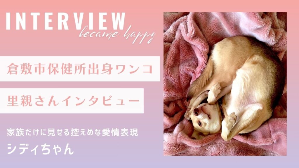 【里親インタビュー】倉敷市保健所出身のシディちゃん、家族だけに見せる愛情表現