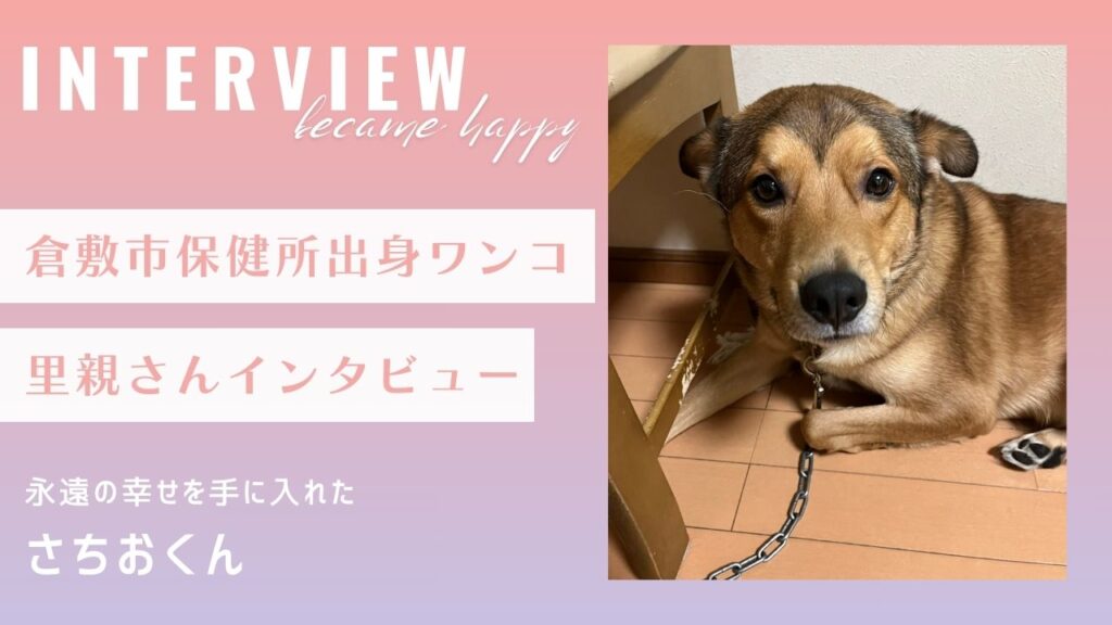 【里親インタビュー】倉敷市保健所出身のさちお君、里親さんに甘えられる幸せな日々