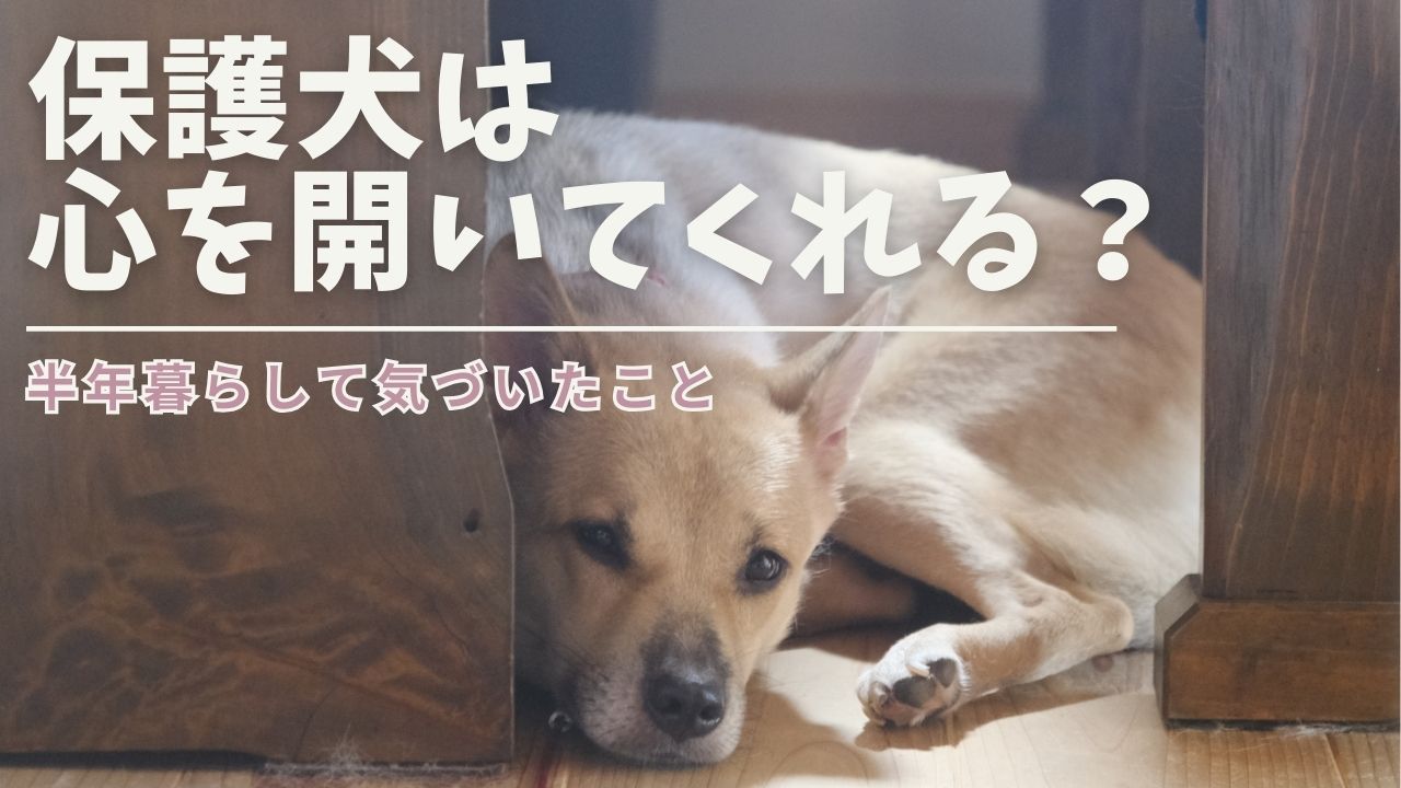 保護犬は心を開いてくれる？半年暮らして気づいたこと