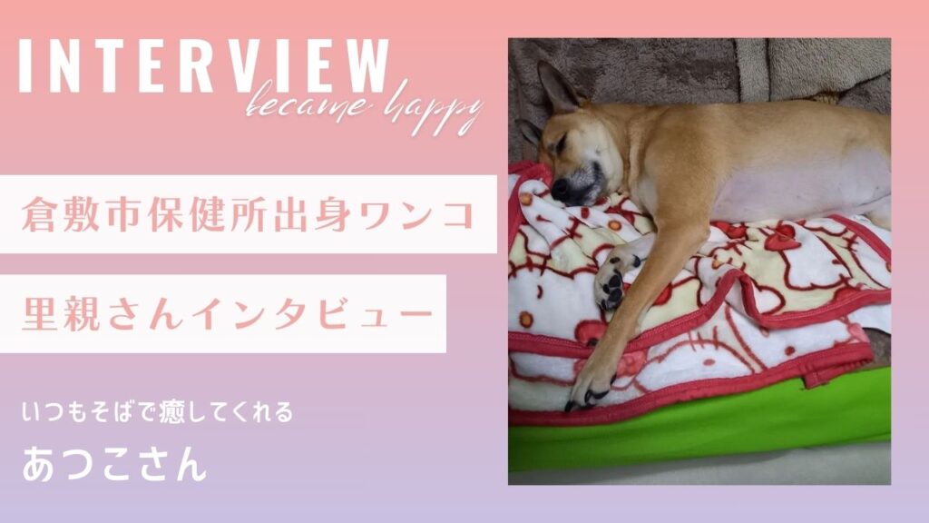 【里親インタビュー】倉敷市保健所出身のあつこさん、いつもそばで癒してくれる