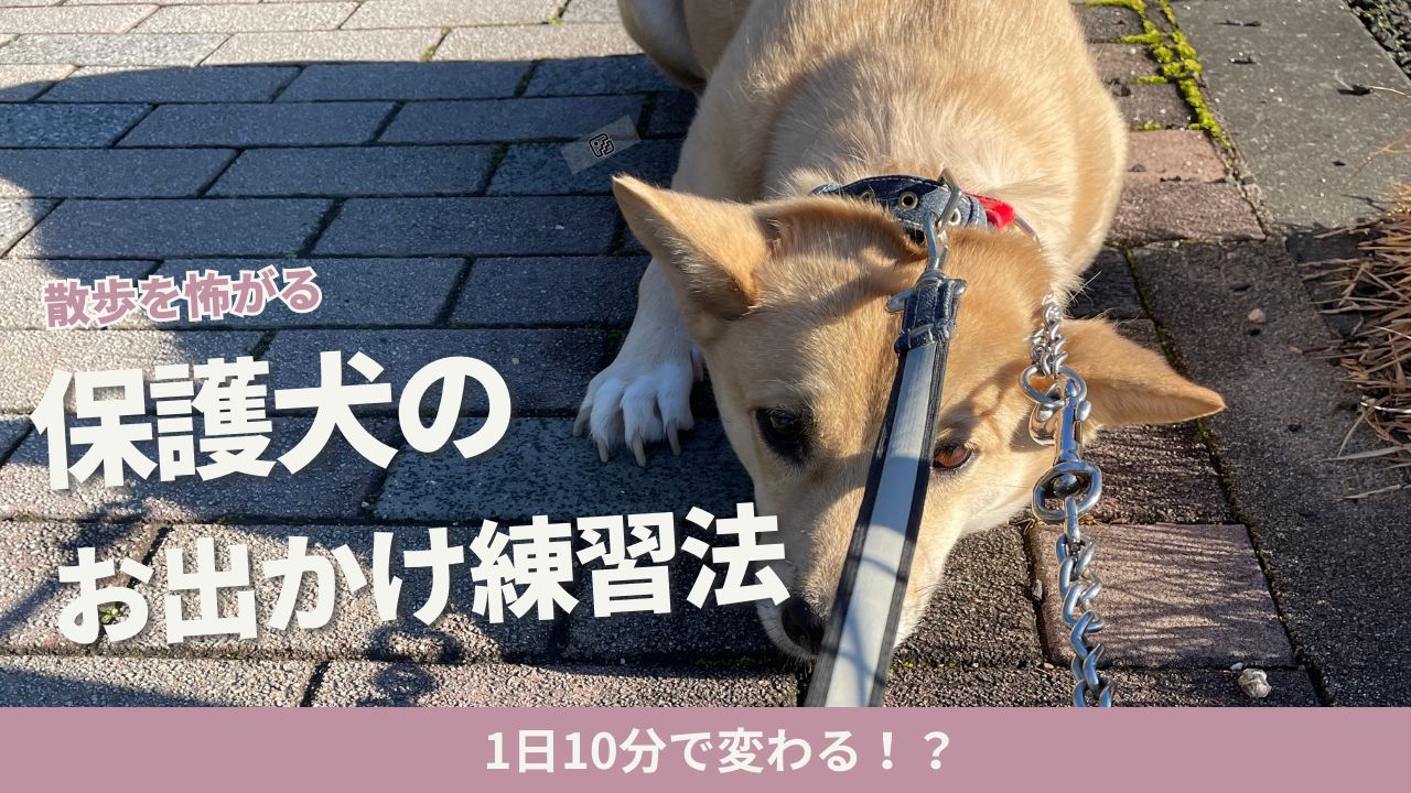 保護犬はなぜ散歩を怖がるの？歩かない子が前に進めた6つのステップ