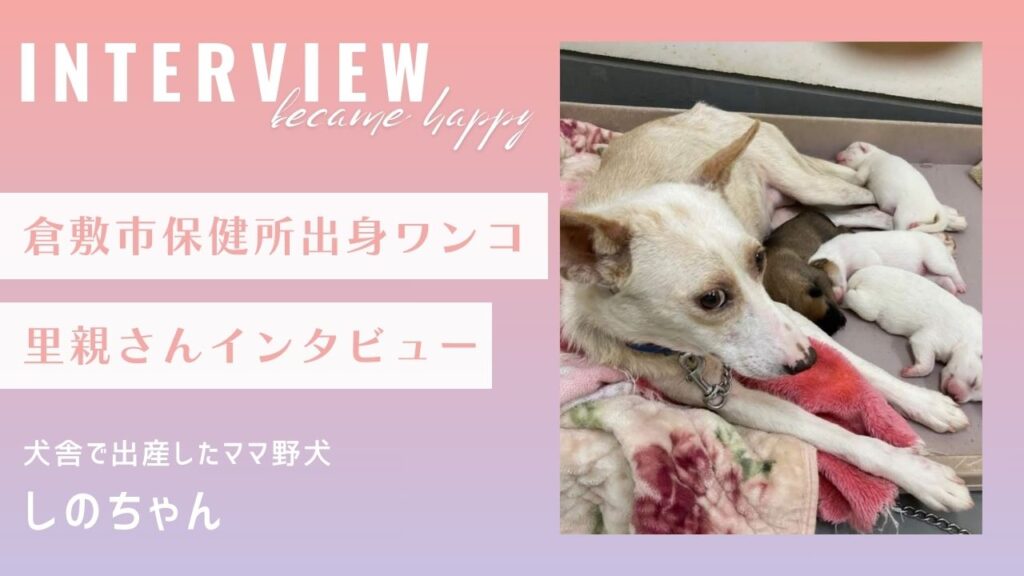 【里親インタビュー】倉敷市保健所出身のしのちゃん、犬舎で出産したママ野犬