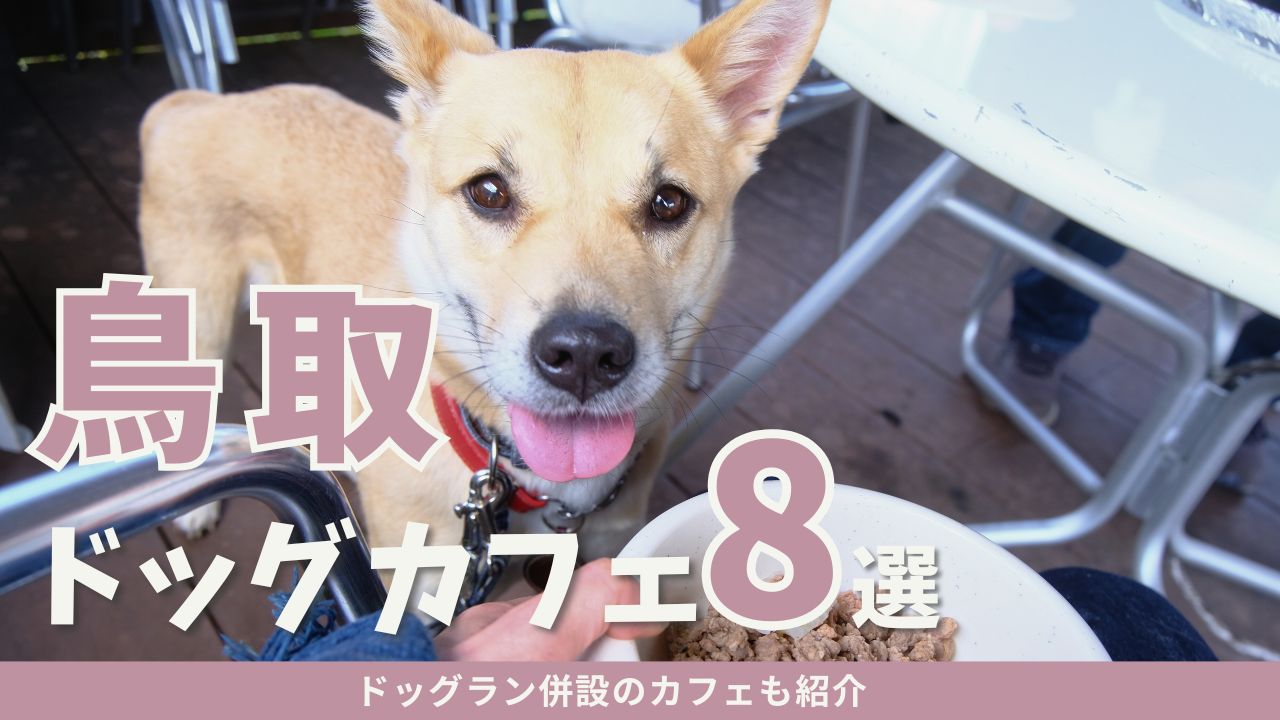 【鳥取犬連れランチまとめ】私が行ったドッグカフェ8選
