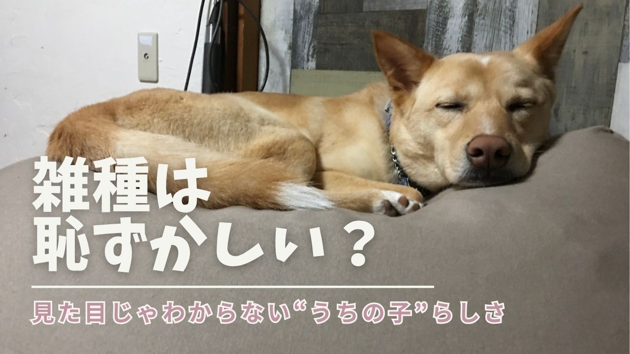 雑種は恥ずかしいなんて、思い込みだったかもしれない