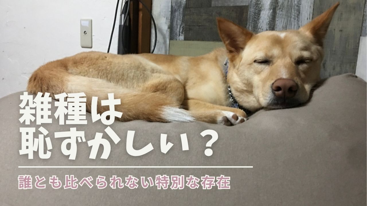 雑種犬は恥ずかしい？いいえ、誰とも比べられない特別な存在です