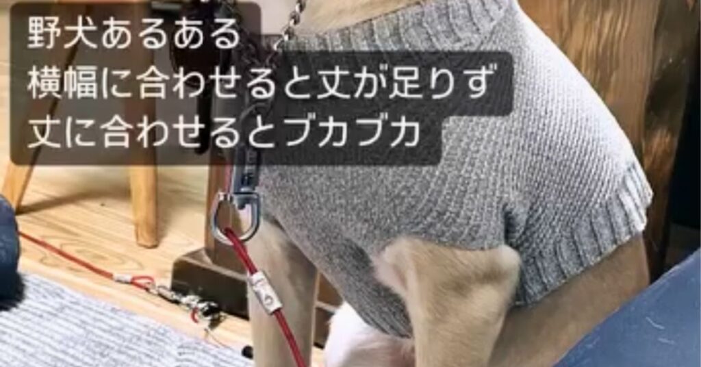 ぴったりな服が見つからない、雑種犬あるある