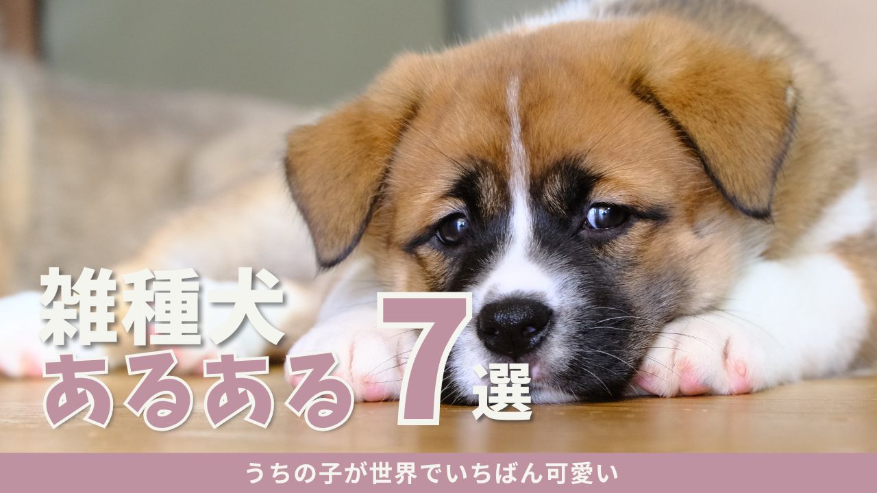 雑種犬あるある