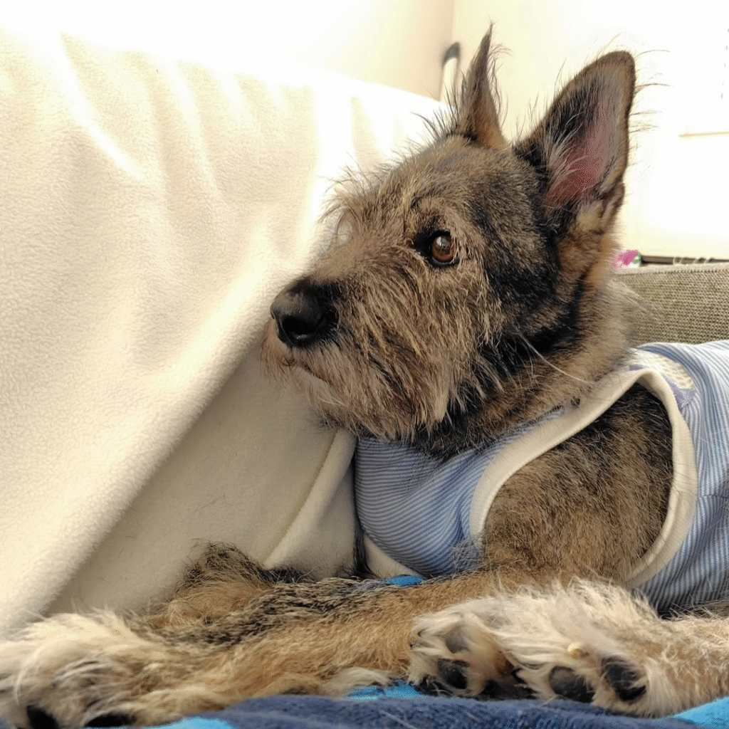 触れなかった元野犬を迎えて分かった、安心できる譲渡のかたち